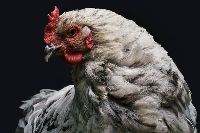 What are the six essential nutrients of poultry? - Improving animal ...